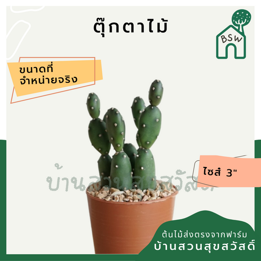แคคตัสตุ๊กตาไม้ (Opuntia 'Monstrosa') กระบองเพชรในกระถางพร้อมตั้ง