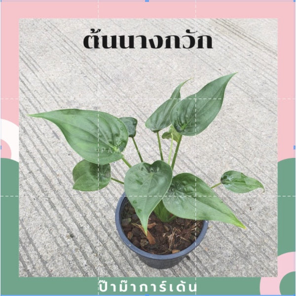 ต้นนางกวัก นางกวักแคระ พร้อมกระถาง5-6นิ้ว