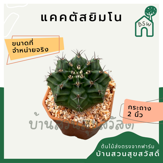 แคคตัสยิมโน (Gymnocalycium) กระบองเพชรในกระถางพร้อมตั้ง