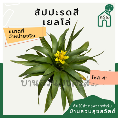 ต้นสัปปะรดสี สัปปะรดดอก มาในกระถาง 4 นิ้ว พร้อมตั้ง