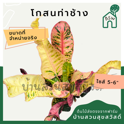 โกสนท่าช้าง กระถาง 5-6 นิ้ว ต้นโกสน เป็นไม้แดด ไม้ด่างสวย ใบสีสันสดใส