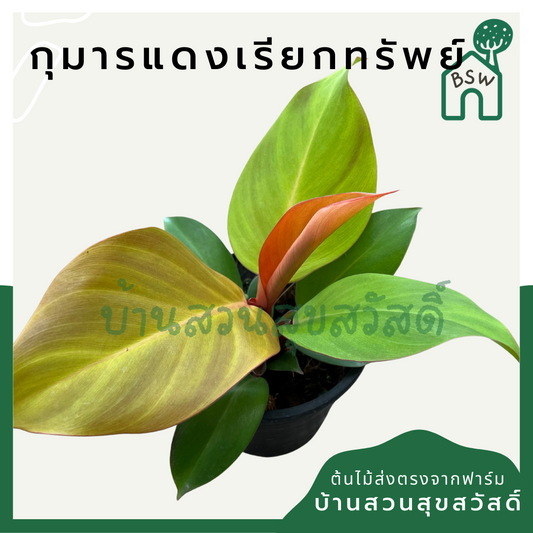 กุมารแดงเรียกทรัพย์ (Aglaonema 'Kumarn Daeng') ไม้มงคลในกระถางพร้อมตั้ง