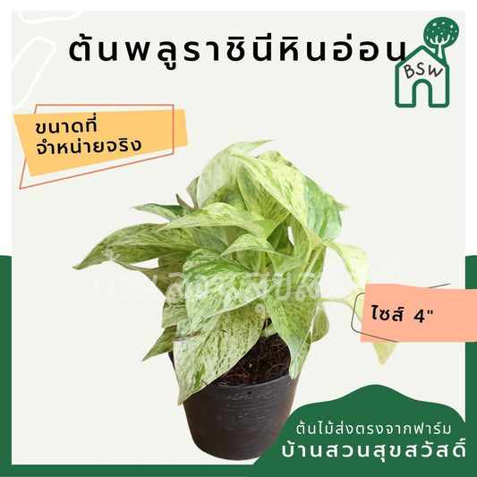 พลูด่างราชินีหินอ่อน (Epipremnum Aureum 'Marble Queen') ไม้ฟอกอากาศในกระถาง 4 นิ้ว - Pamathegardener