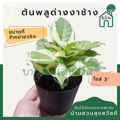 พลูด่างงาช้าง (Epipremnum Aureum 'Neon') ไม้ฟอกอากาศในกระถาง 3 นิ้ว - Pamathegardener