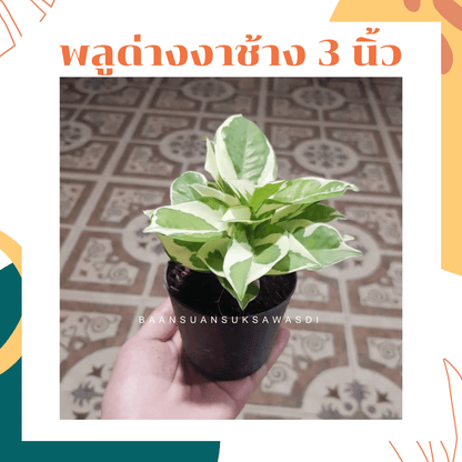 พลูด่างงาช้าง (Epipremnum Aureum 'Neon') ไม้ฟอกอากาศในกระถาง 3 นิ้ว - Pamathegardener