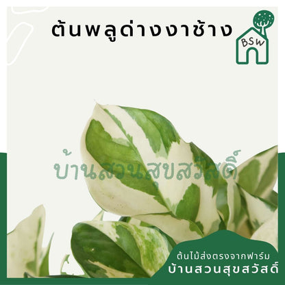 พลูด่างงาช้าง (Epipremnum Aureum 'Neon') ไม้ฟอกอากาศรากแน่นในกระถาง 4 นิ้ว - Pamathegardener