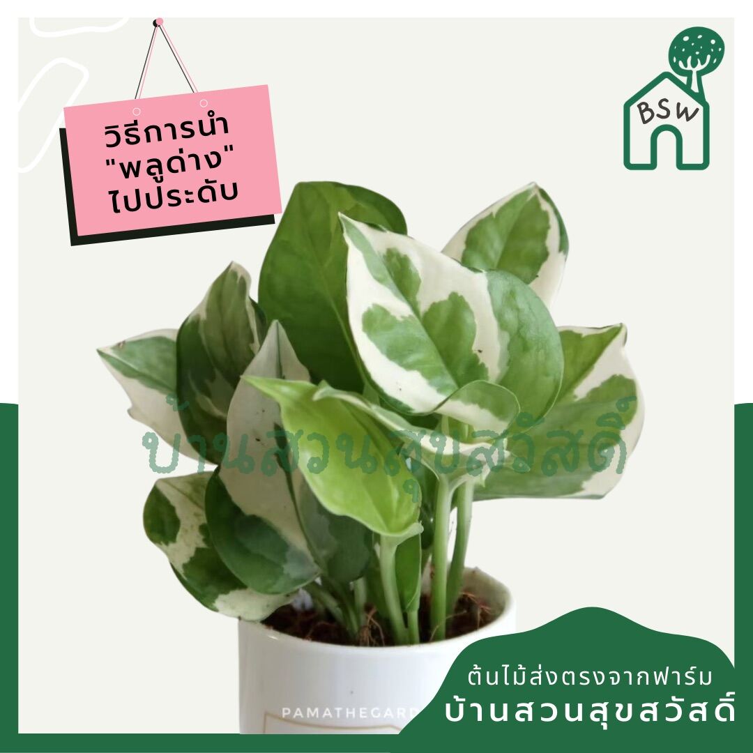 พลูด่างงาช้าง (Epipremnum Aureum 'Neon') ไม้ฟอกอากาศรากแน่นในกระถาง 4 นิ้ว - Pamathegardener