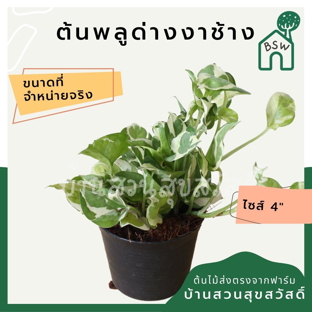 พลูด่างงาช้าง (Epipremnum Aureum 'Neon') ไม้ฟอกอากาศรากแน่นในกระถาง 4 นิ้ว - Pamathegardener