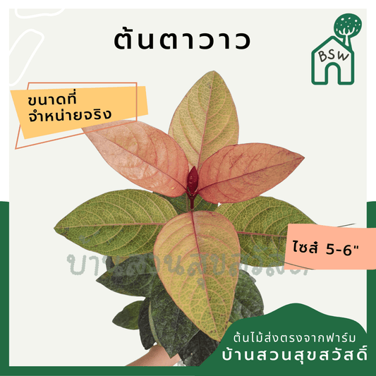 ตาวาว (Epipremnum Aureum 'Neon') ไม้ใบสีสวยในกระถางพร้อมตั้ง - Pamathegardener