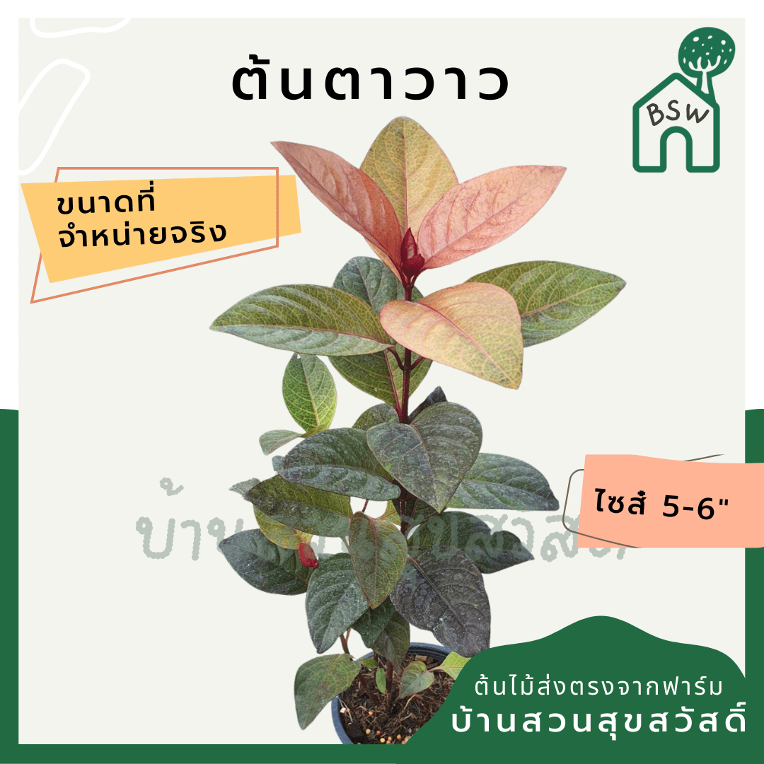 ตาวาว (Epipremnum Aureum 'Neon') ไม้ใบสีสวยในกระถางพร้อมตั้ง - Pamathegardener
