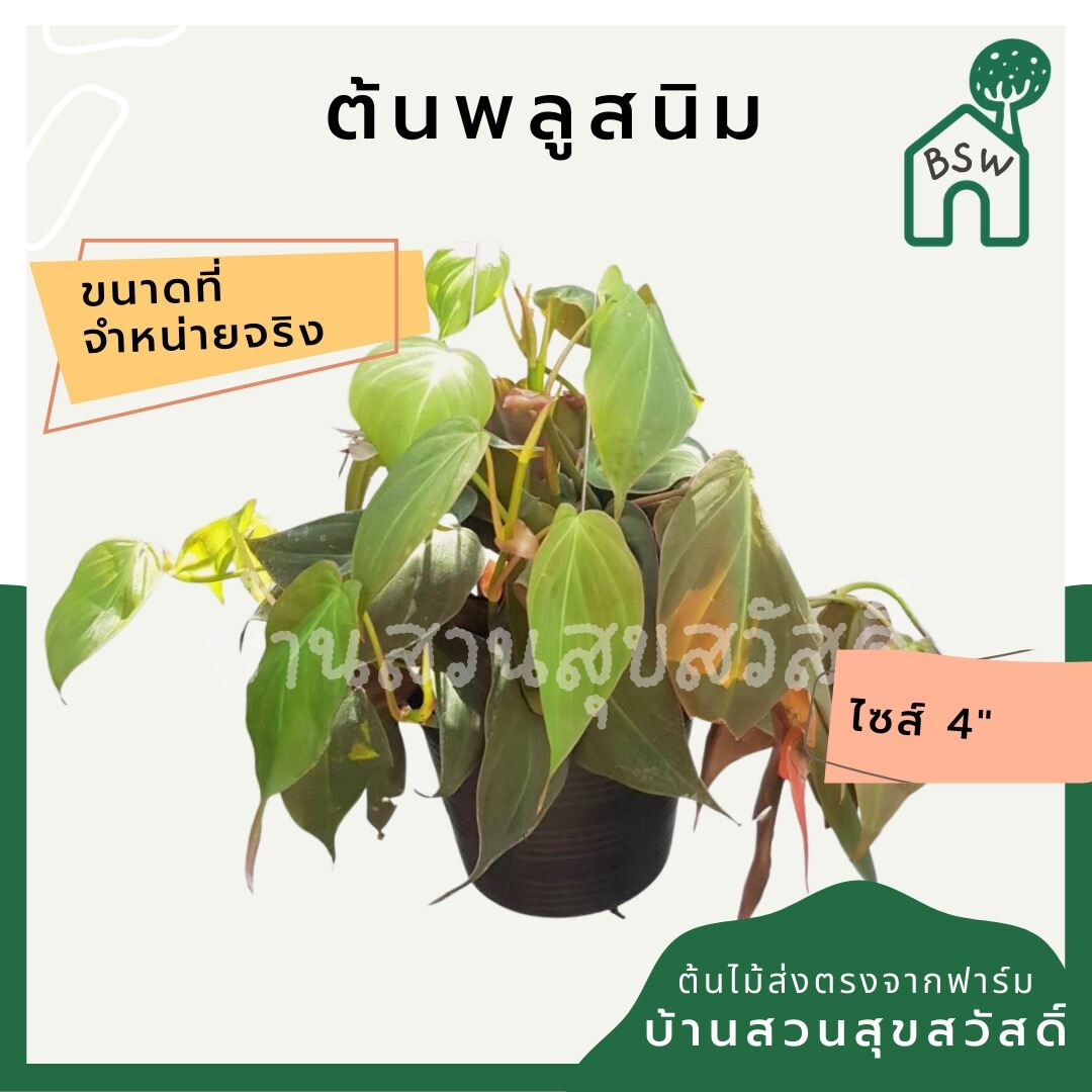 พลูสนิม (Epipremnum Pinnatum 'Cebu Blue') ไม้ฟอกอากาศในกระถาง 4 นิ้ว - Pamathegardener