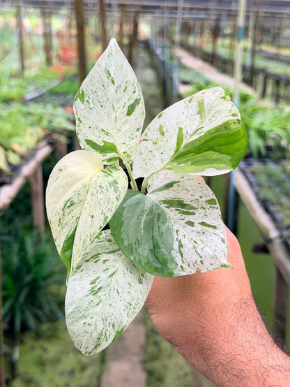 อิพิ มาเบิ้ล Epipremnum pinnatum marble Variegated พร้อมกระถาง 3 นิ้ว - Pamathegardener