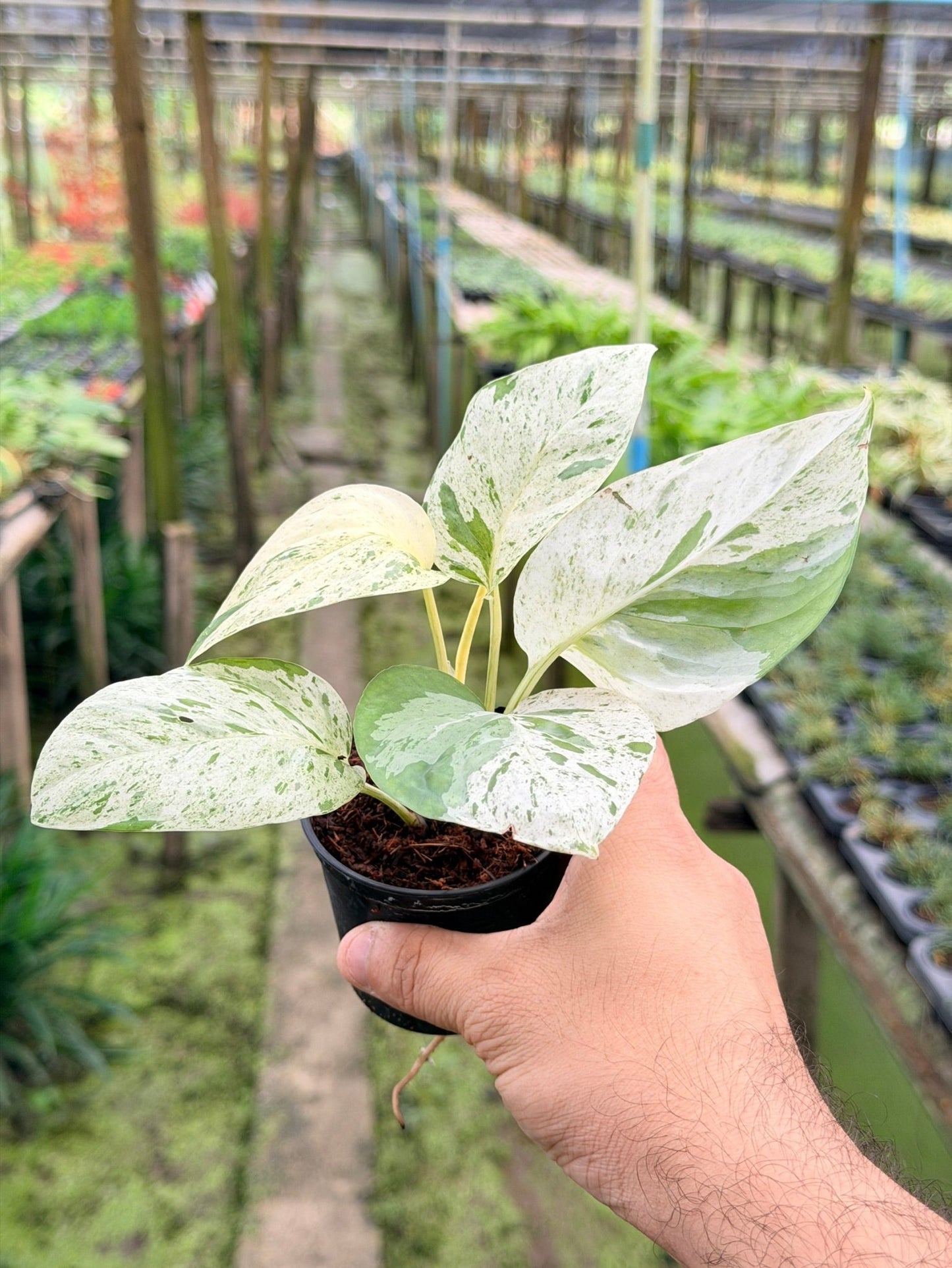 อิพิ มาเบิ้ล Epipremnum pinnatum marble Variegated พร้อมกระถาง 3 นิ้ว - Pamathegardener