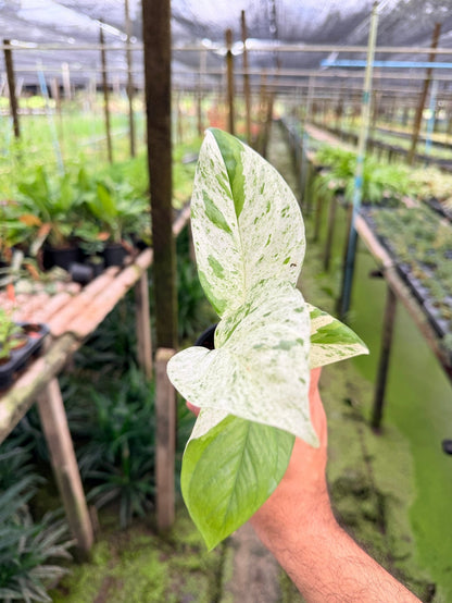 อิพิ มาเบิ้ล Epipremnum pinnatum marble Variegated พร้อมกระถาง 3 นิ้ว - Pamathegardener