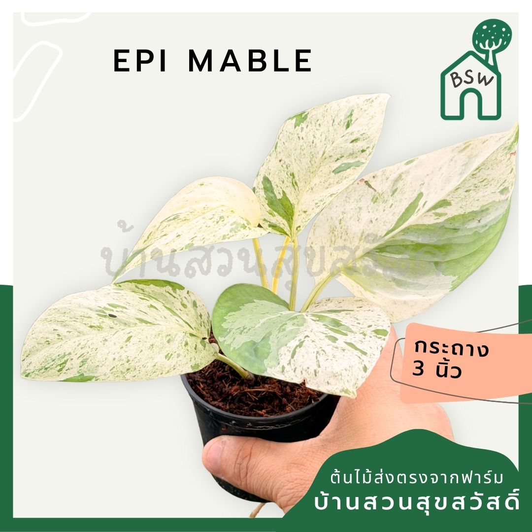 อิพิ มาเบิ้ล Epipremnum pinnatum marble Variegated พร้อมกระถาง 3 นิ้ว - Pamathegardener