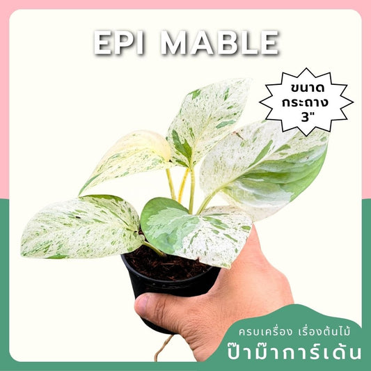 อิพิ มาเบิ้ล Epipremnum pinnatum marble Variegated พร้อมกระถาง 3 นิ้ว - Pamathegardener