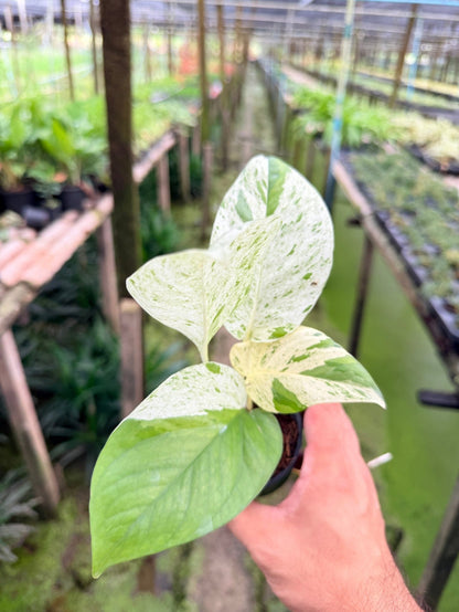 อิพิ มาเบิ้ล Epipremnum pinnatum marble Variegated พร้อมกระถาง 3 นิ้ว - Pamathegardener