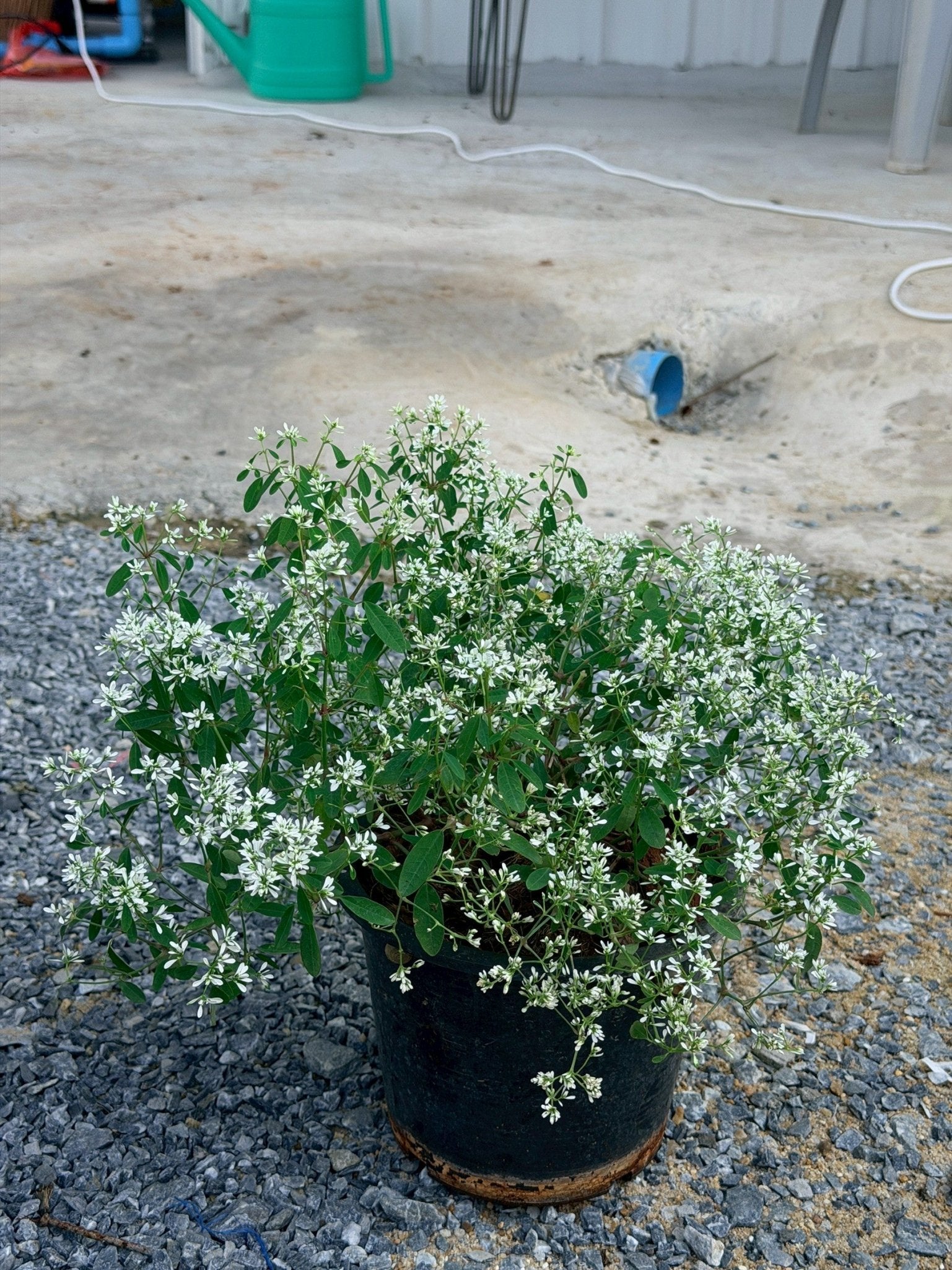 ยูโฟเบีย ดอกซ้อน (Euphorbia Double Flower) กระถาง 6 นิ้ว - Pamathegardener