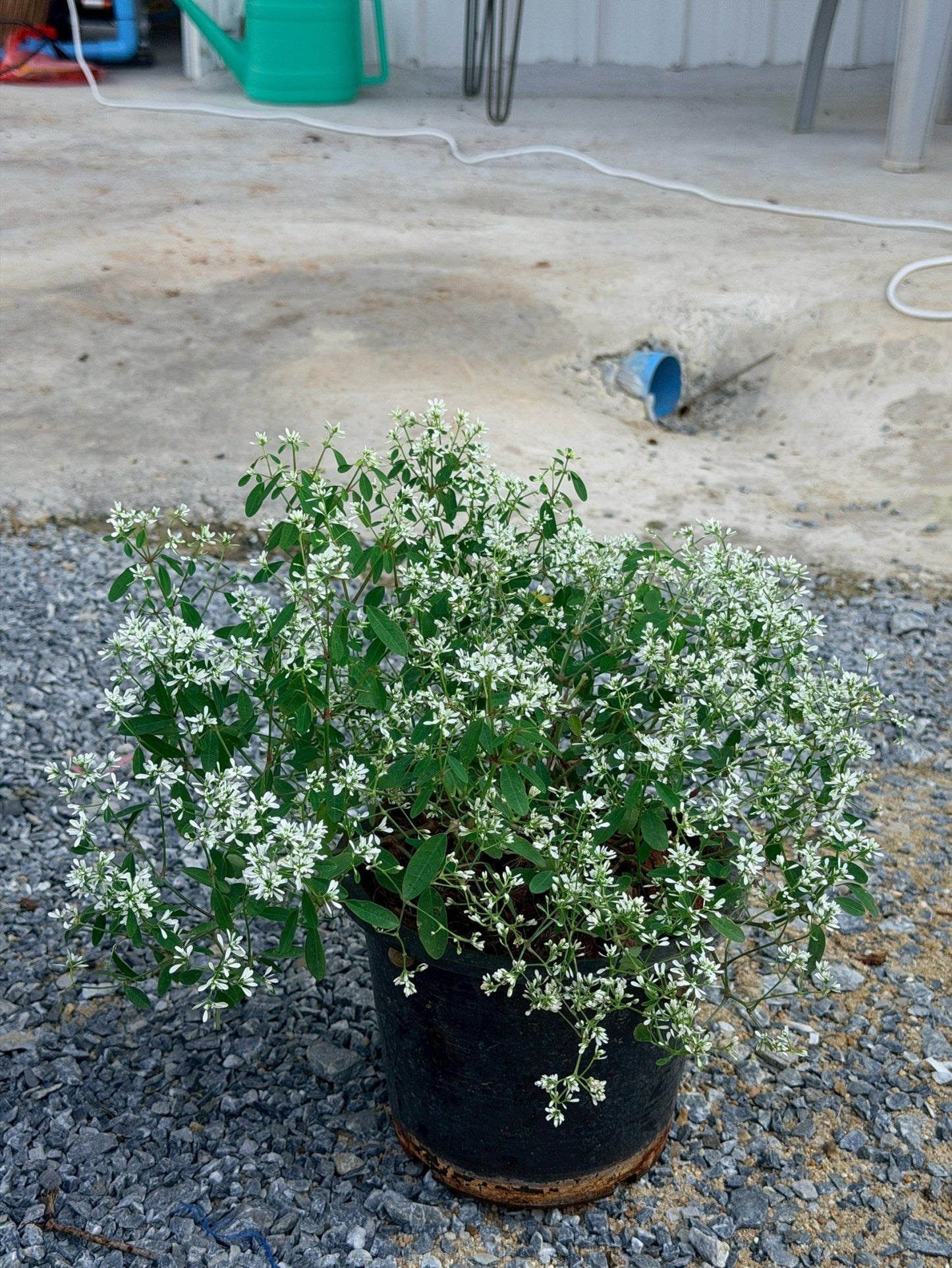 ยูโฟเบีย ดอกซ้อน (Euphorbia Double Flower) กระถาง 6 นิ้ว - Pamathegardener