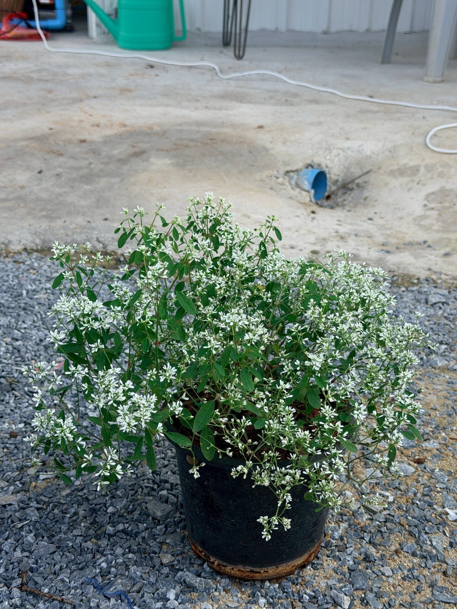 ยูโฟเบีย ดอกซ้อน (Euphorbia Double Flower) กระถาง 6 นิ้ว - Pamathegardener