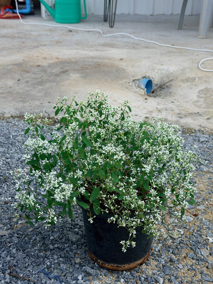 ยูโฟเบีย ดอกซ้อน (Euphorbia Double Flower) กระถาง 6 นิ้ว - Pamathegardener
