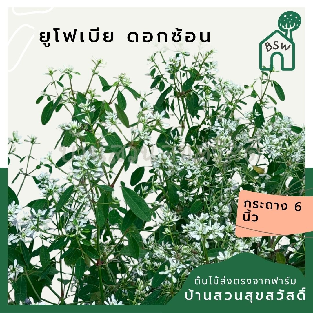 ยูโฟเบีย ดอกซ้อน (Euphorbia Double Flower) กระถาง 6 นิ้ว - Pamathegardener