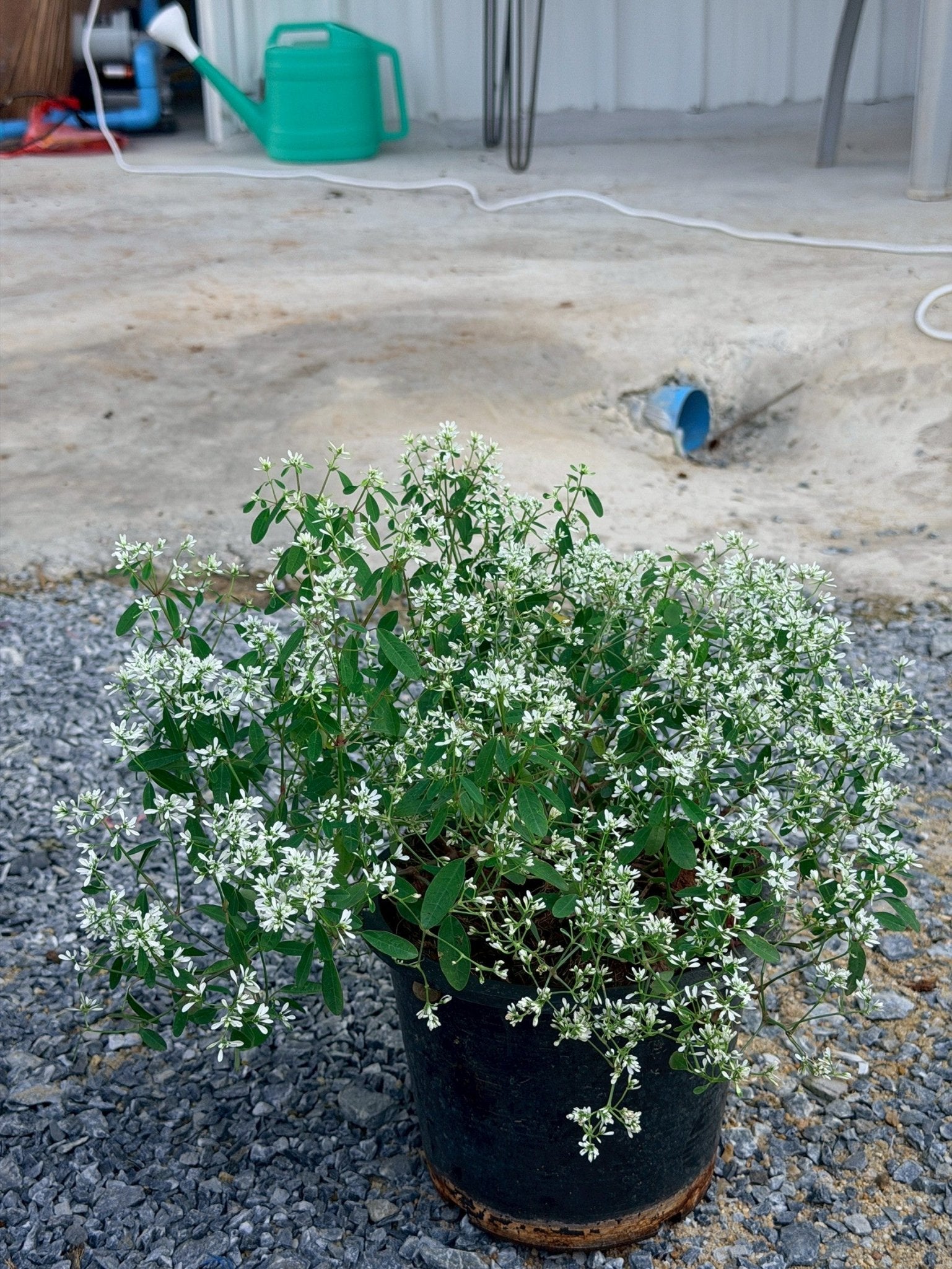 ยูโฟเบีย ดอกซ้อน (Euphorbia Double Flower) กระถาง 6 นิ้ว - Pamathegardener