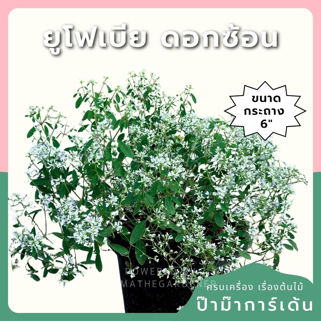 ยูโฟเบีย ดอกซ้อน (Euphorbia Double Flower) กระถาง 6 นิ้ว - Pamathegardener