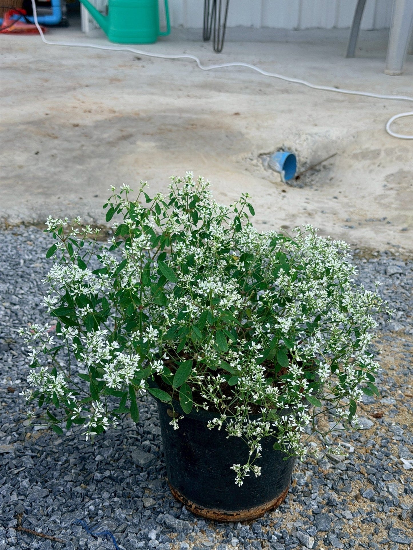 ยูโฟเบีย ดอกซ้อน (Euphorbia Double Flower) กระถาง 6 นิ้ว - Pamathegardener