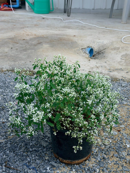 ยูโฟเบีย ดอกซ้อน (Euphorbia Double Flower) กระถาง 6 นิ้ว - Pamathegardener