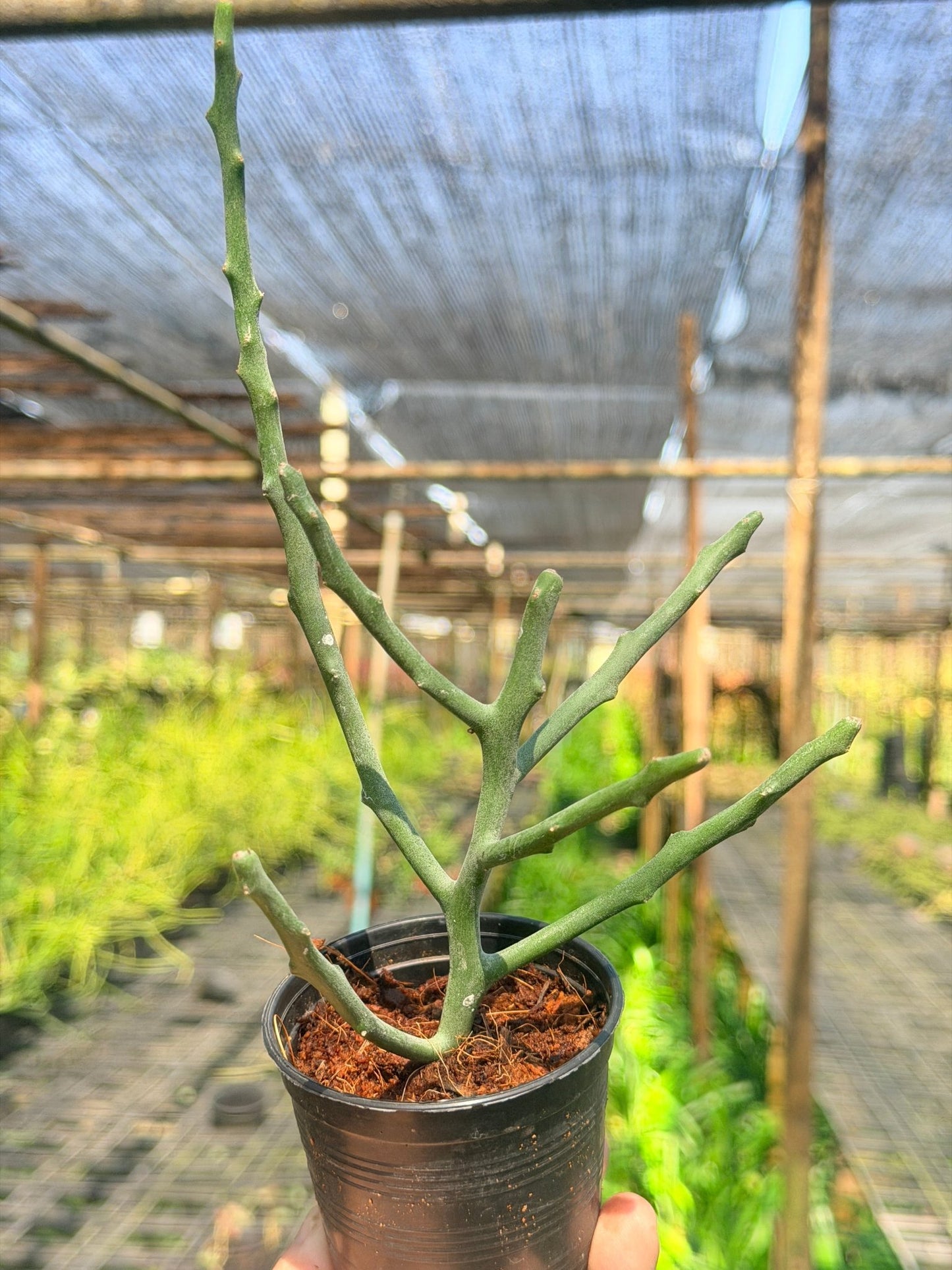 ต้นพญาไร้ใบเขากวาง Euphorbia stenoclada กระถาง 3 นิ้ว - Pamathegardener