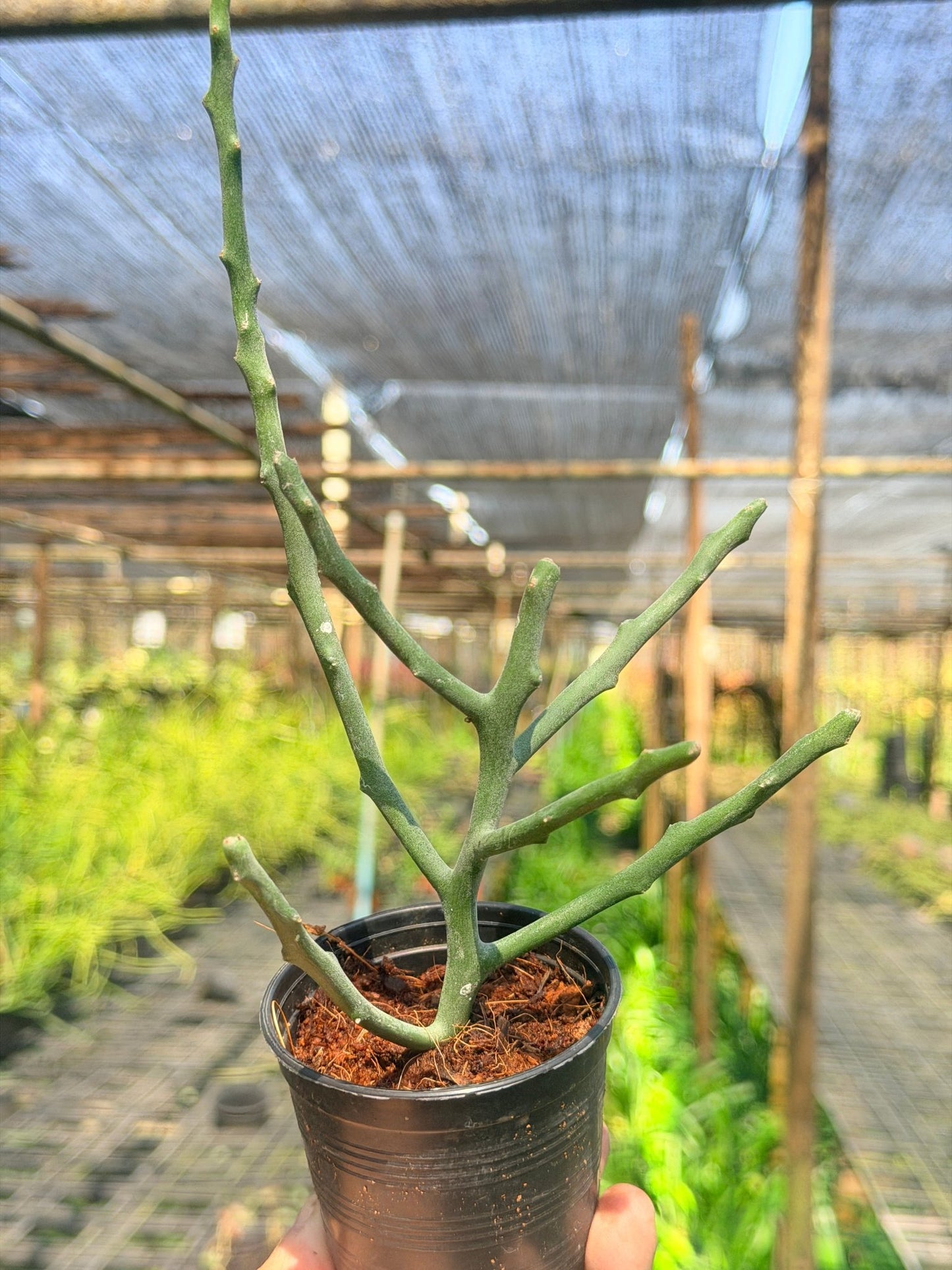 ต้นพญาไร้ใบเขากวาง Euphorbia stenoclada กระถาง 3 นิ้ว - Pamathegardener