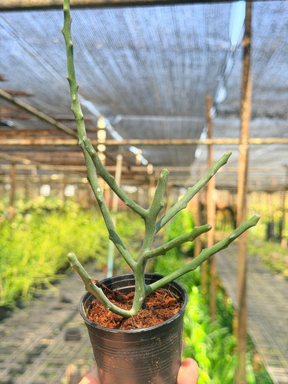 ต้นพญาไร้ใบเขากวาง Euphorbia stenoclada กระถาง 3 นิ้ว - Pamathegardener