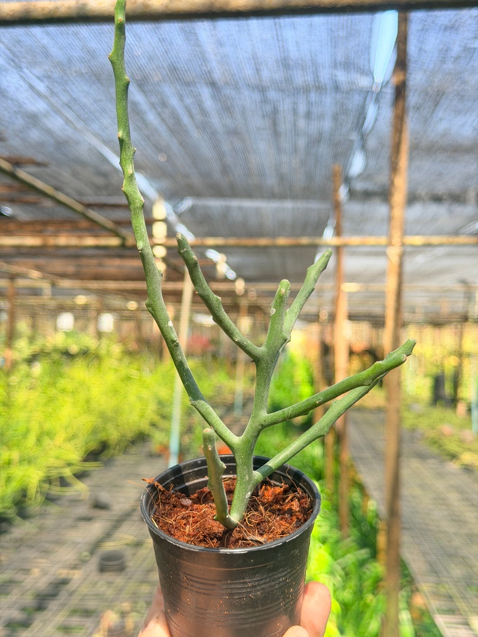 ต้นพญาไร้ใบเขากวาง Euphorbia stenoclada กระถาง 3 นิ้ว - Pamathegardener