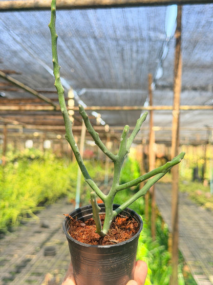 ต้นพญาไร้ใบเขากวาง Euphorbia stenoclada กระถาง 3 นิ้ว - Pamathegardener