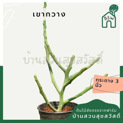 ต้นพญาไร้ใบเขากวาง Euphorbia stenoclada กระถาง 3 นิ้ว - Pamathegardener