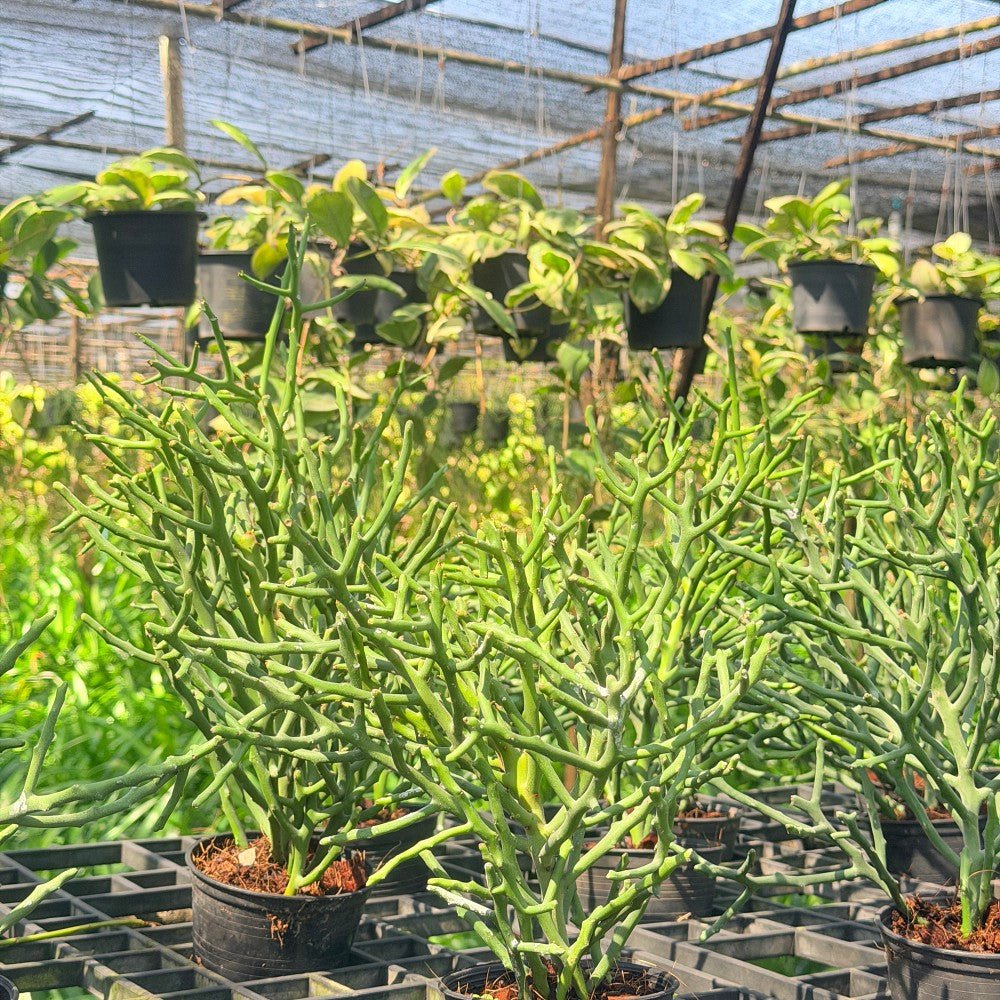 ต้นพญาไร้ใบเขากวาง Euphorbia stenoclada กระถาง 4 นิ้ว - Pamathegardener