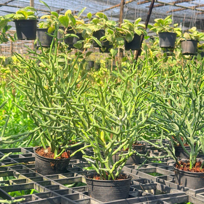 ต้นพญาไร้ใบเขากวาง Euphorbia stenoclada กระถาง 4 นิ้ว - Pamathegardener