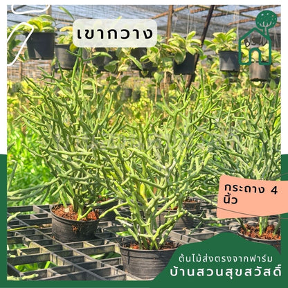 ต้นพญาไร้ใบเขากวาง Euphorbia stenoclada กระถาง 4 นิ้ว - Pamathegardener