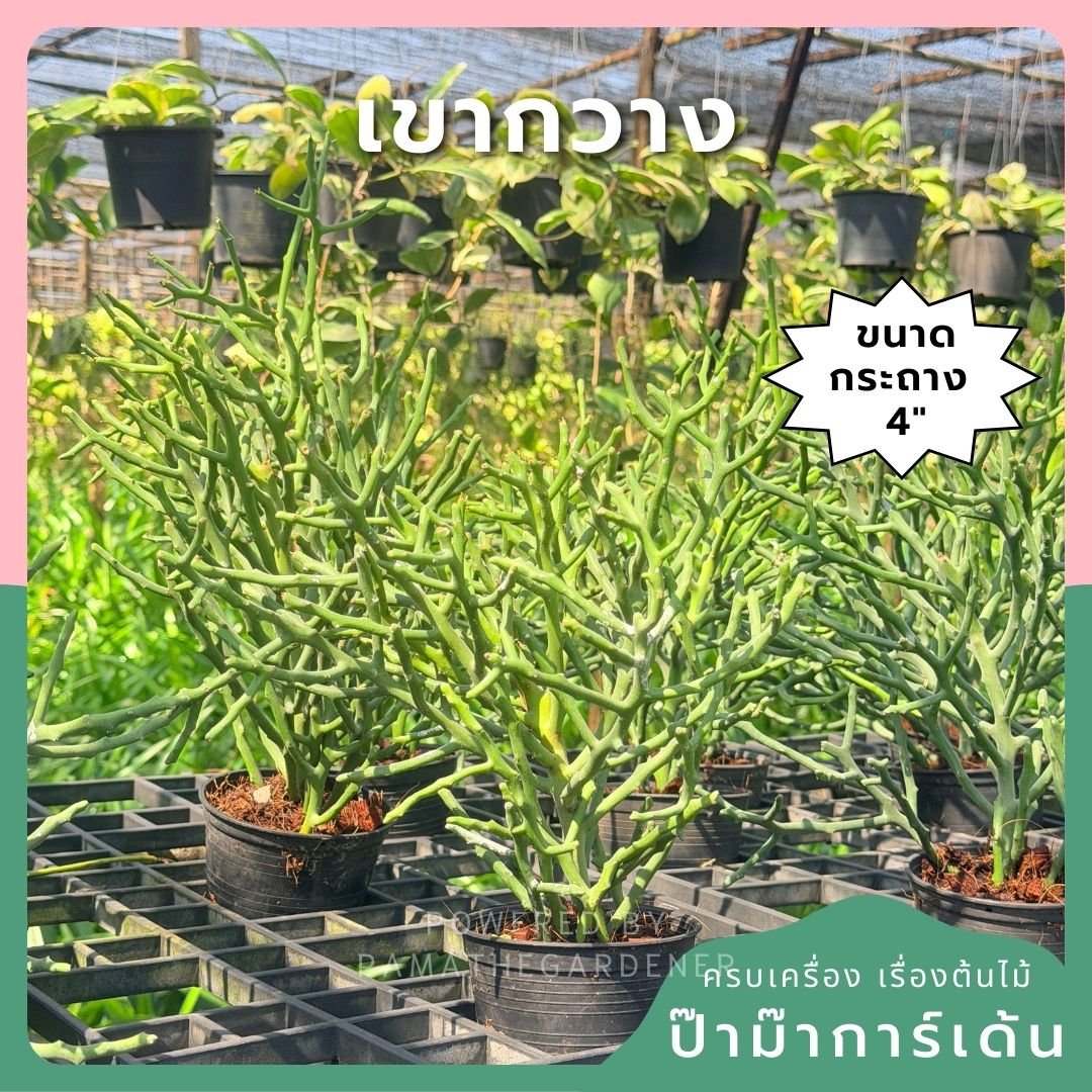 ต้นพญาไร้ใบเขากวาง Euphorbia stenoclada กระถาง 4 นิ้ว - Pamathegardener