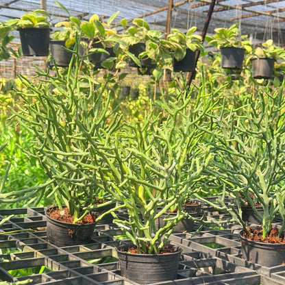 ต้นพญาไร้ใบเขากวาง Euphorbia stenoclada กระถาง 4 นิ้ว - Pamathegardener