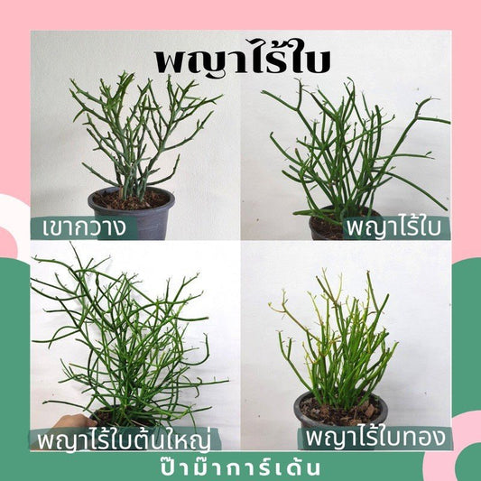 พญาไร้ใบ (Euphorbia Tirucalli) ปะการังในกระถางพร้อมตั้ง - Pamathegardener