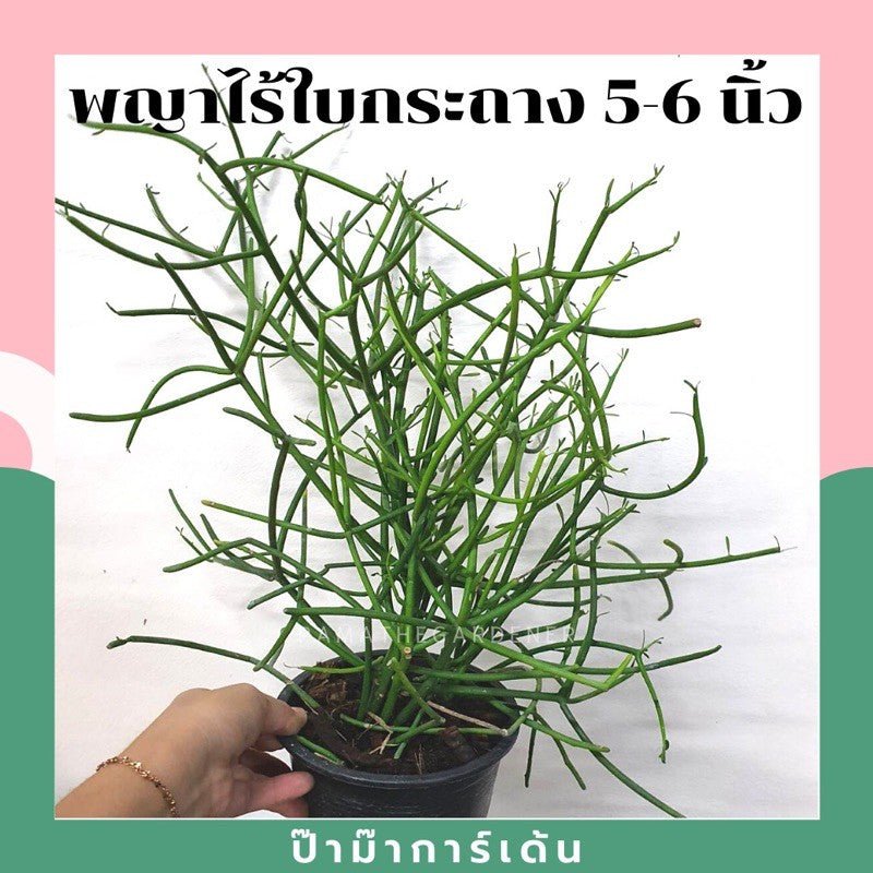พญาไร้ใบ (Euphorbia Tirucalli) ปะการังในกระถางพร้อมตั้ง - Pamathegardener