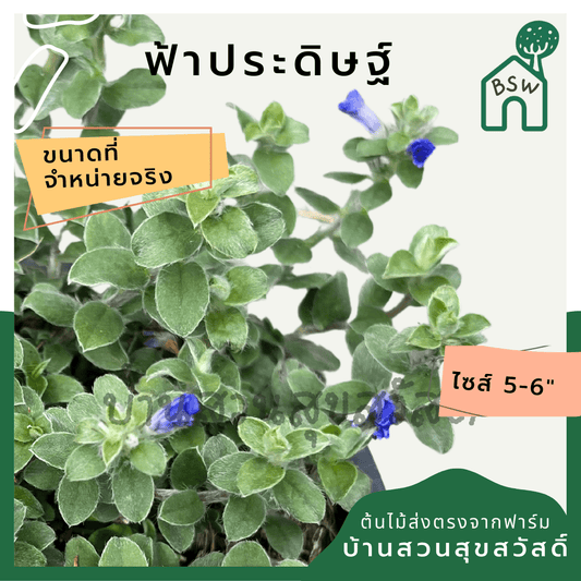 ฟ้าประดิษฐ์ (Evolvulus Glomeratus) ไม้ดอกสีฟ้าในกระถาง 5 - 6 นิ้ว - Pamathegardener