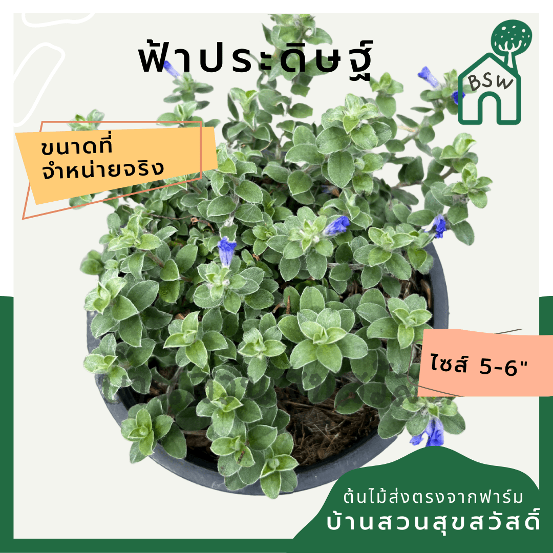 ฟ้าประดิษฐ์ (Evolvulus Glomeratus) ไม้ดอกสีฟ้าในกระถาง 5 - 6 นิ้ว - Pamathegardener