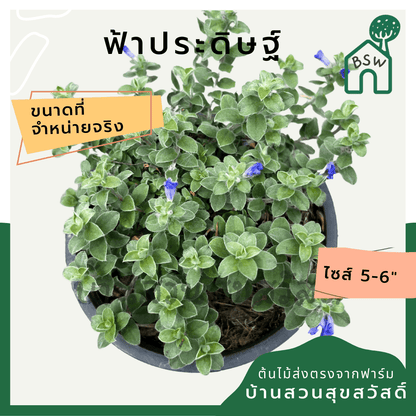 ฟ้าประดิษฐ์ (Evolvulus Glomeratus) ไม้ดอกสีฟ้าในกระถาง 5 - 6 นิ้ว - Pamathegardener