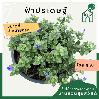 ฟ้าประดิษฐ์ (Evolvulus Glomeratus) ไม้ดอกสีฟ้าในกระถาง 5 - 6 นิ้ว - Pamathegardener