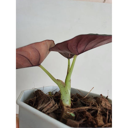 อโลคาเซีย หนังช้าง เนบิวล่า  Alocasia Nebula กระถาง 4 นิ้ว
