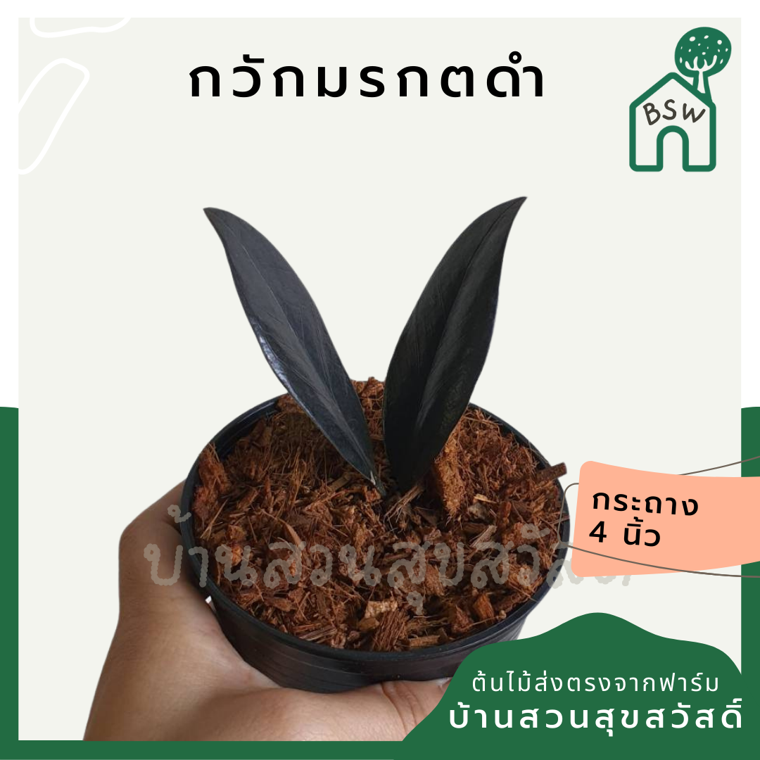 กวักมรกตดำ (Zamioculcas Zamiifolia 'Raven') ไม้มงคลในกระถางพร้อมตั้ง