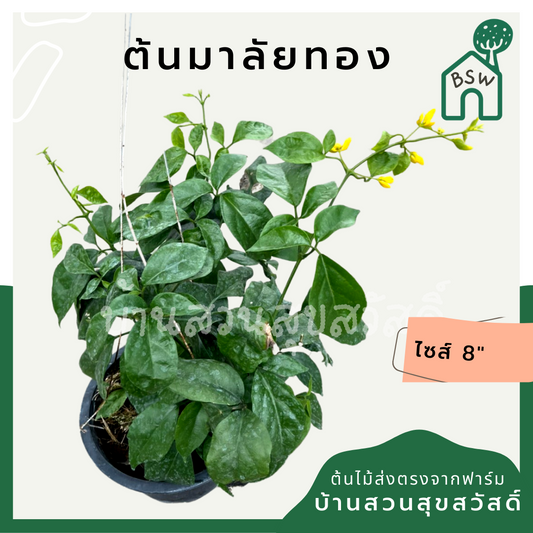 มาลัยทอง (Punica Granatum 'Variegata') ไม้ใบสวยในกระถาง 8 นิ้ว